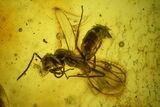 Two Fossil Wasps, a Spider and Flies in Baltic Amber #142246-1